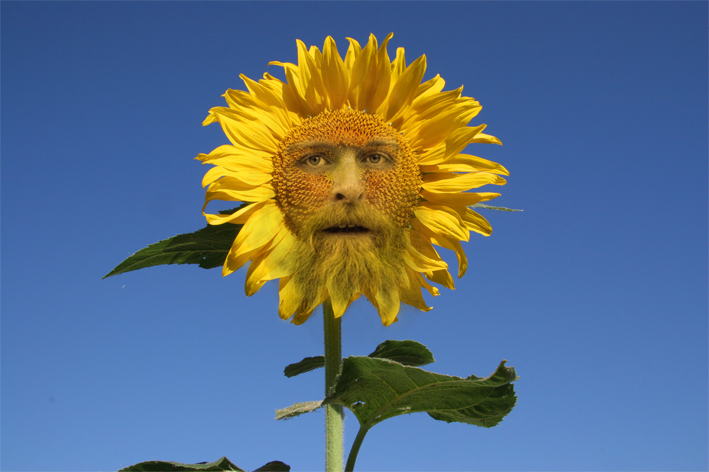 Brunflower