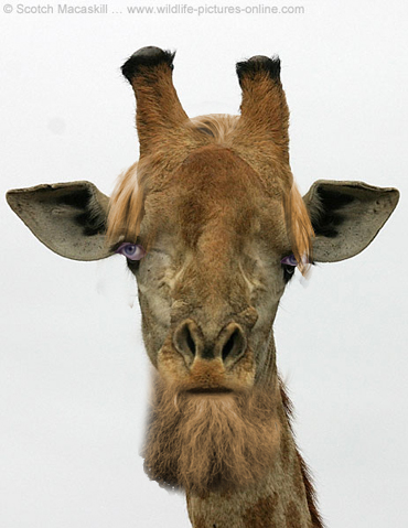 gibraffe