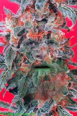 gotbudley