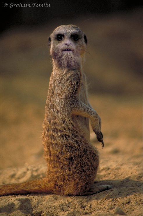 meerbrat
